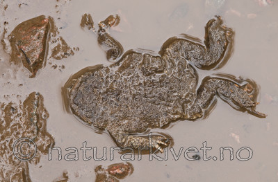 BB 08 0072 / Bufo bufo / Nordpadde